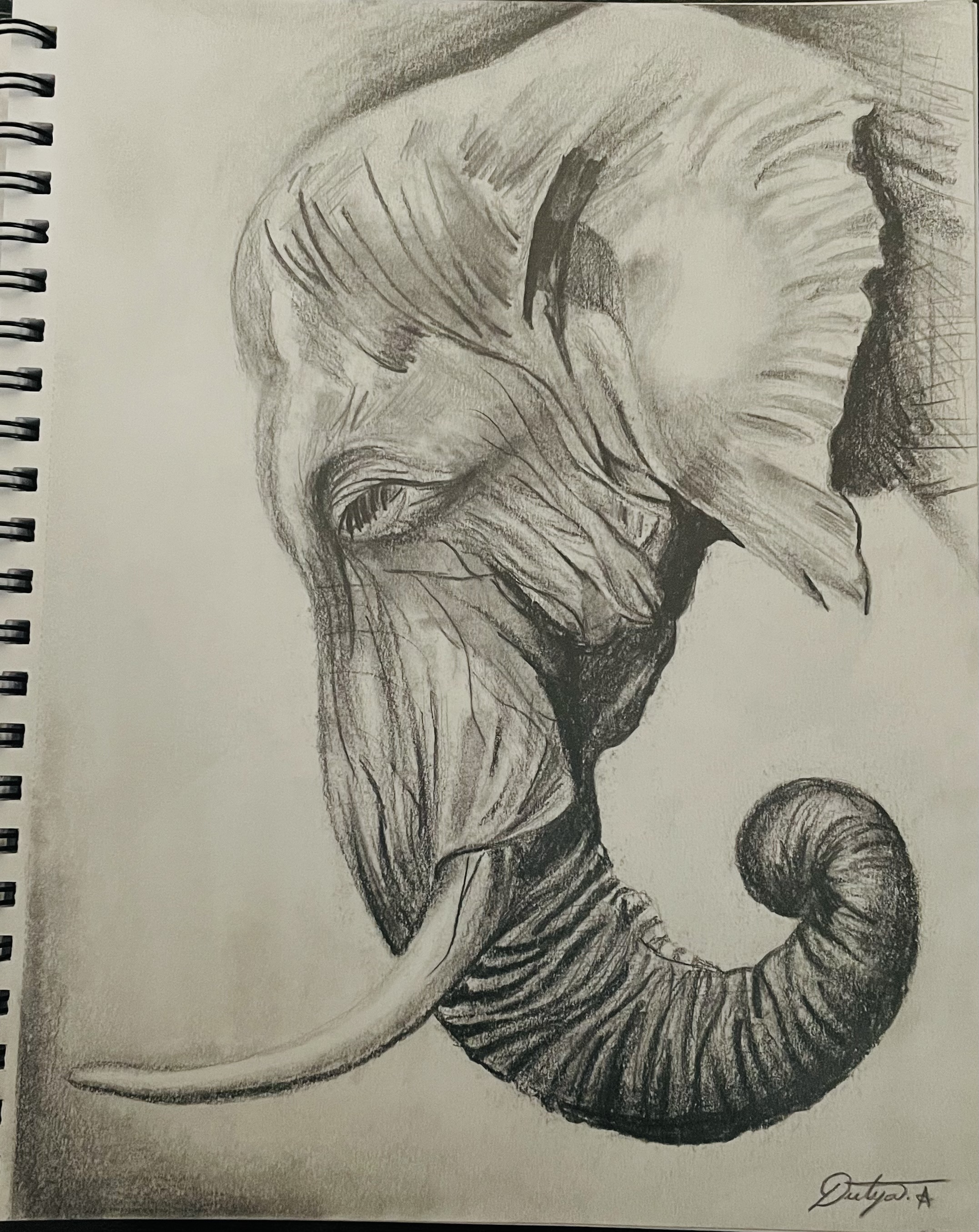 Elephant (Pencil Sketch) by Deetya Amuluru featuring detailed pencil work of an elephant's head in profile