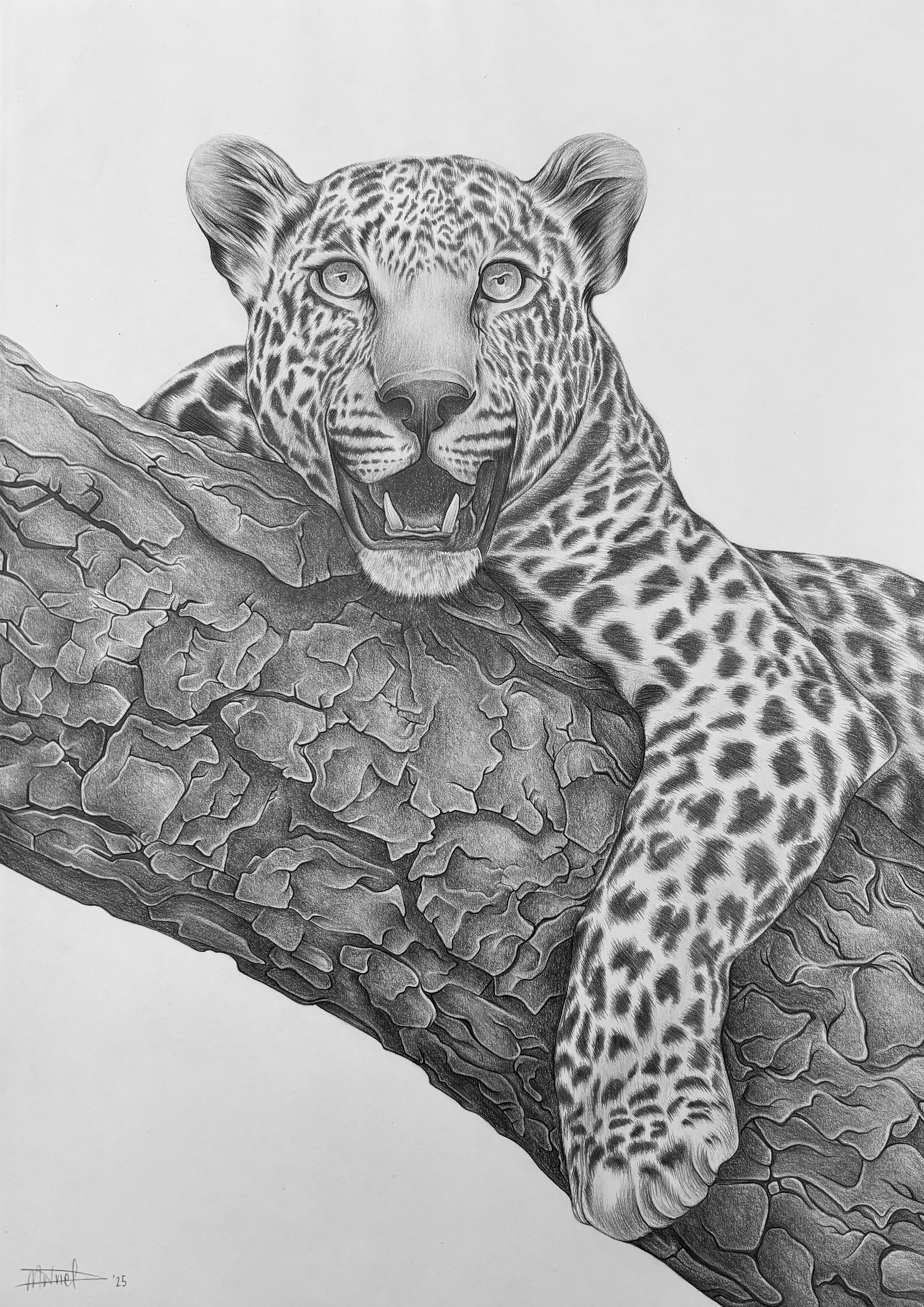Spotted Silence by Micaela van Driel, a leopard on a tree branch
