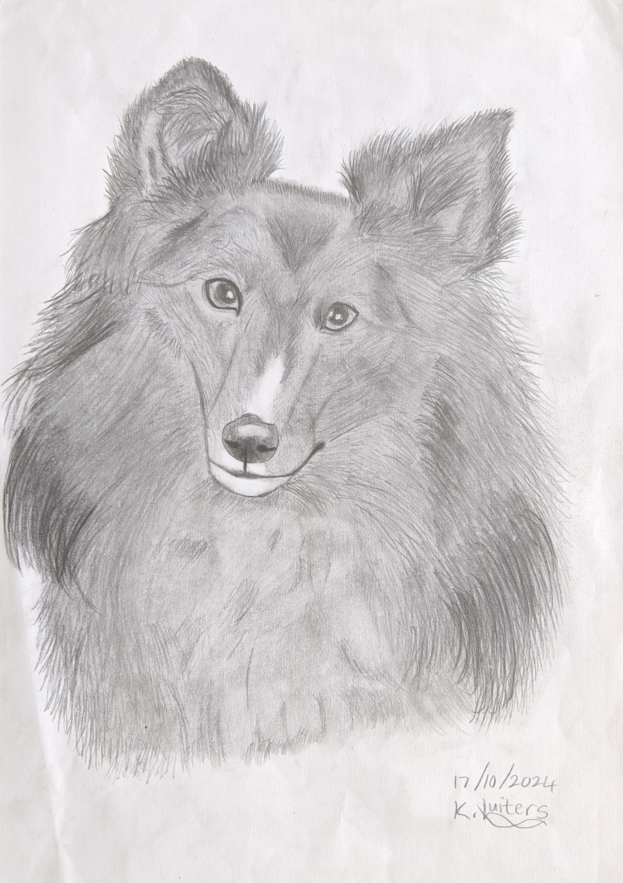 Lassy by Kayla Luiters, detailed pencil drawing of a collie dog