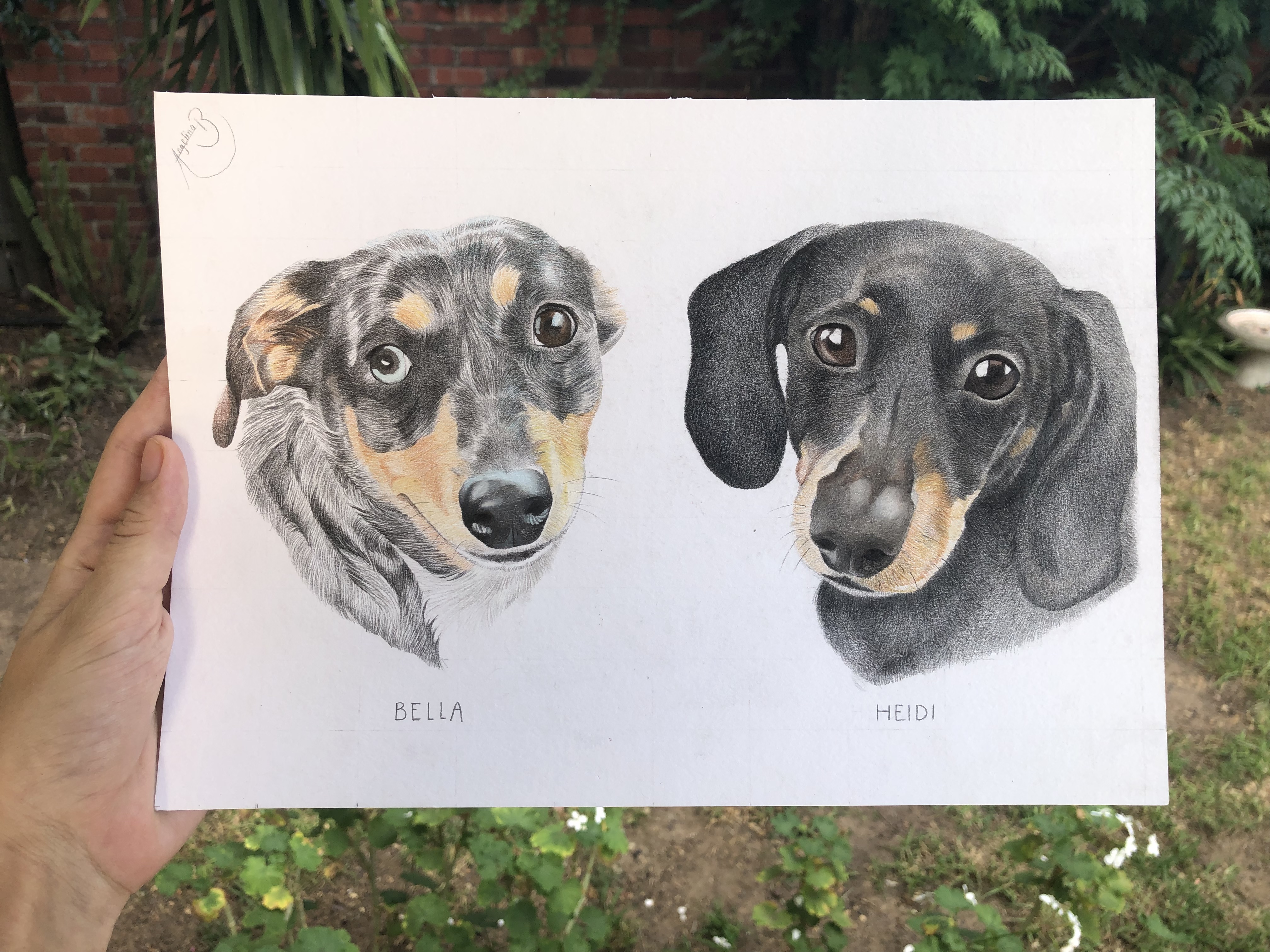Mila and Heidi by Angelina Bailey - realistic dog portraits in colored pencil