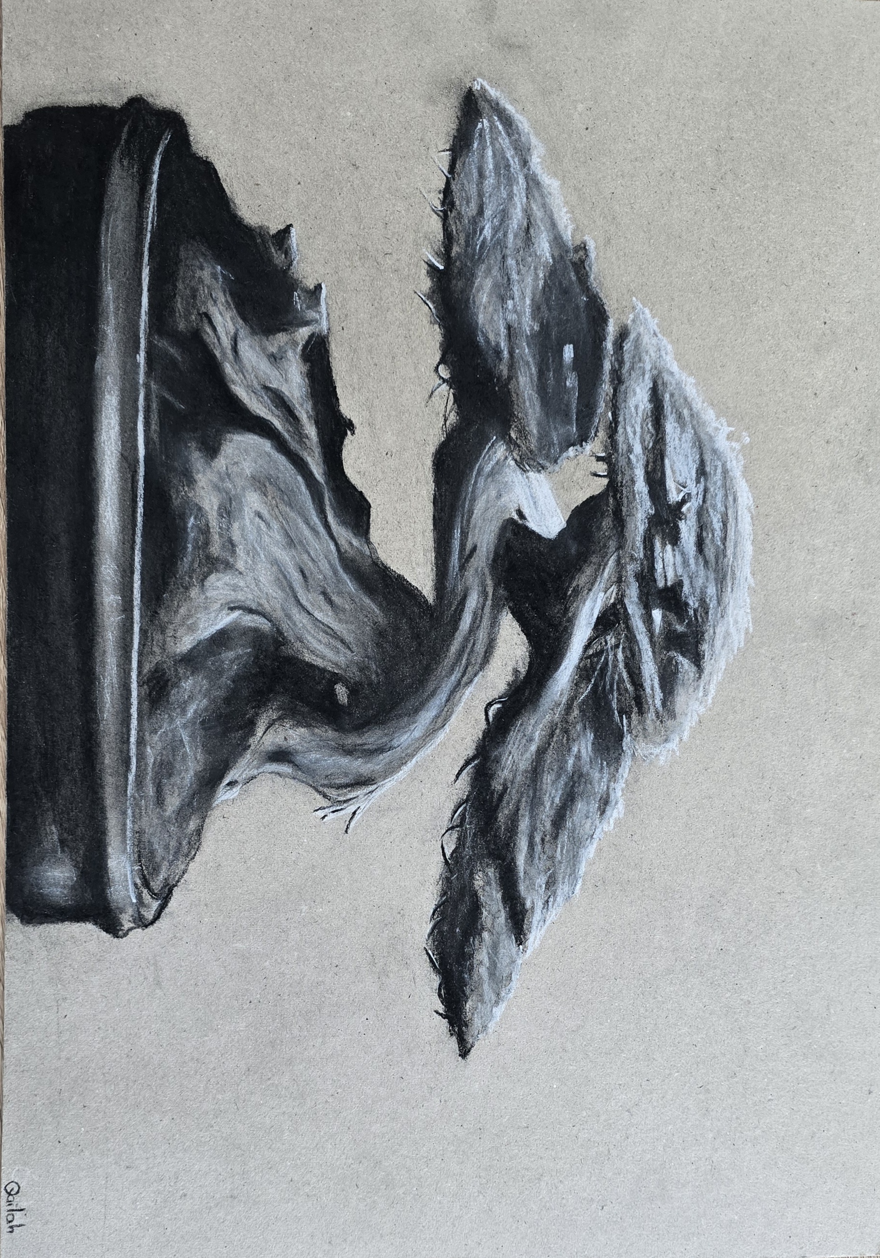 Bonsai by Qailah Seedat, charcoal drawing on textured paper