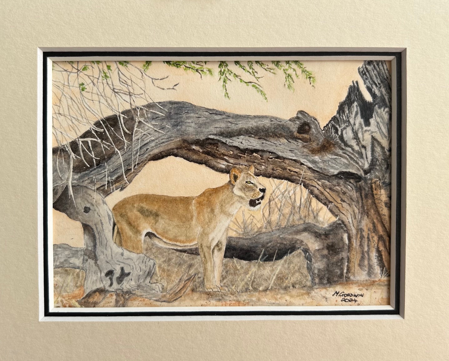 Look out stump by Maryon Goodwin, lioness under tree stump in dry landscape
