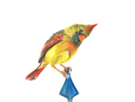 Cardinal Symphony