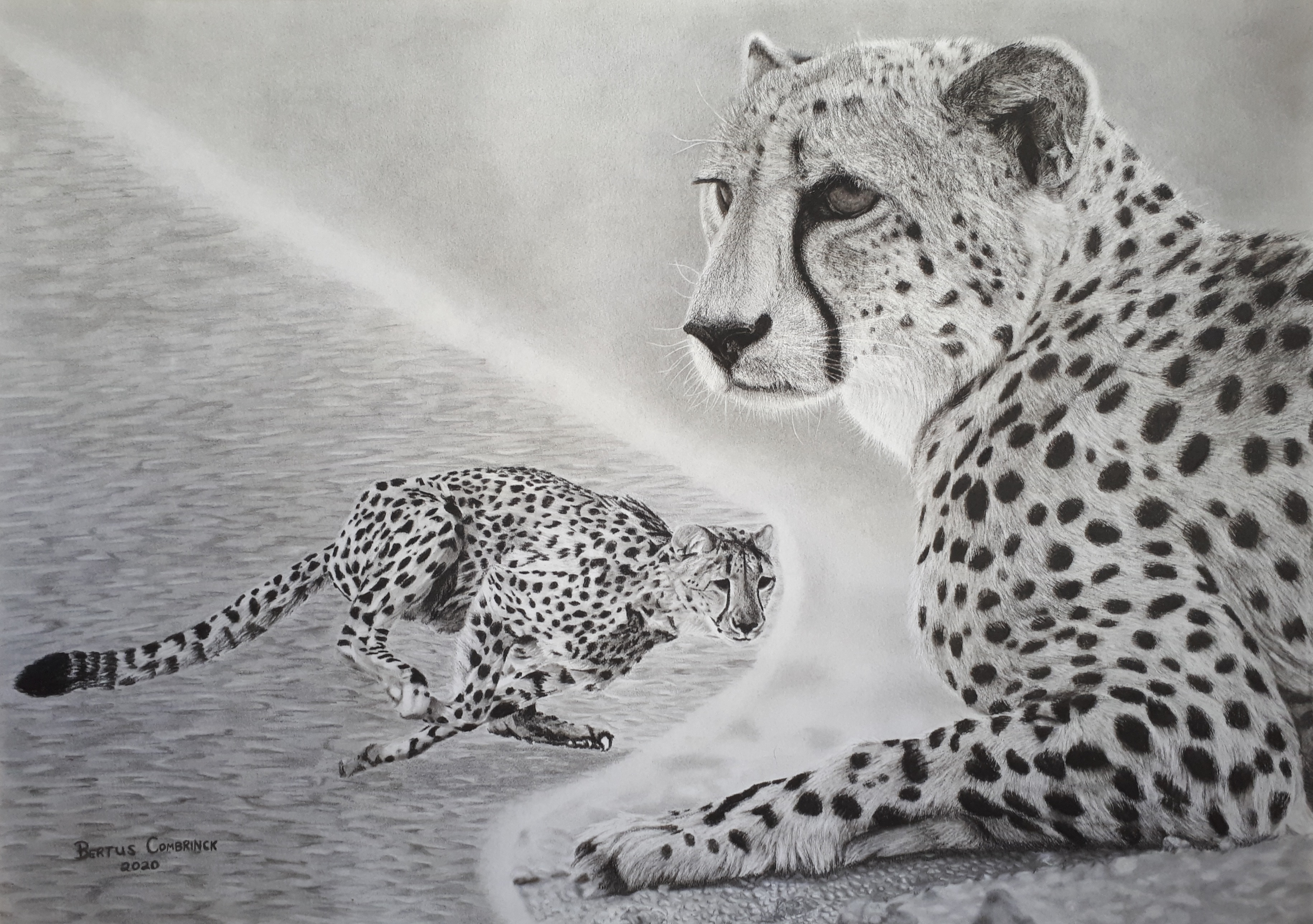Cheetahs by Bertus Combrinck, realistic depiction of two cheetahs
