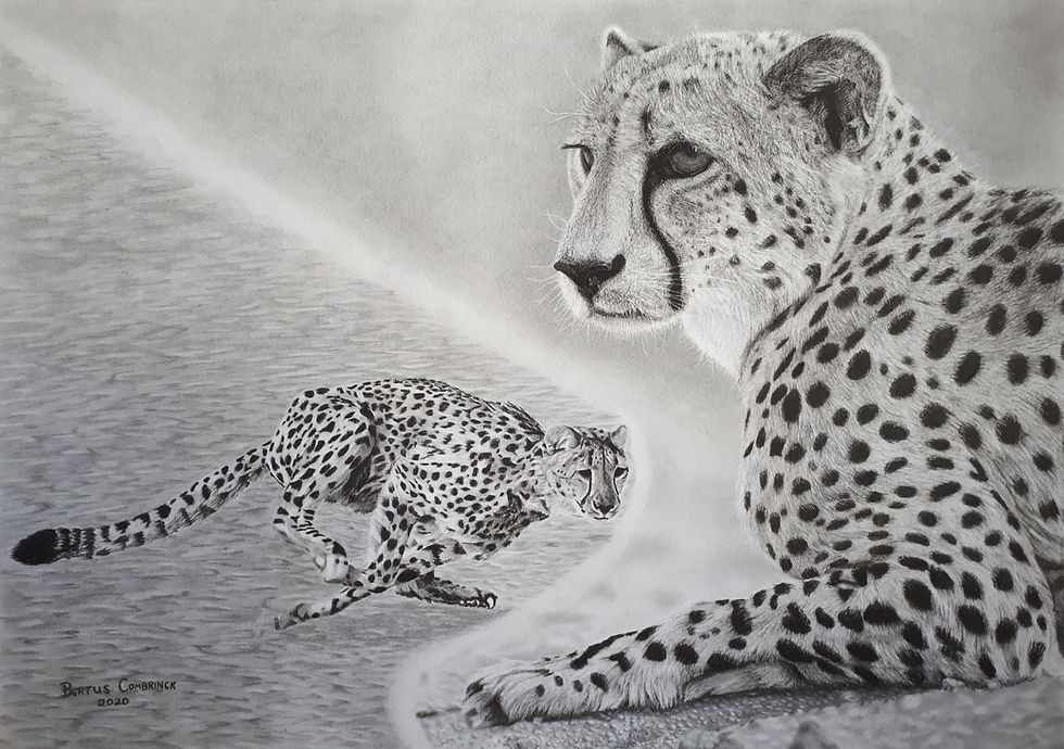 Cheetahs by Bertus Combrinck