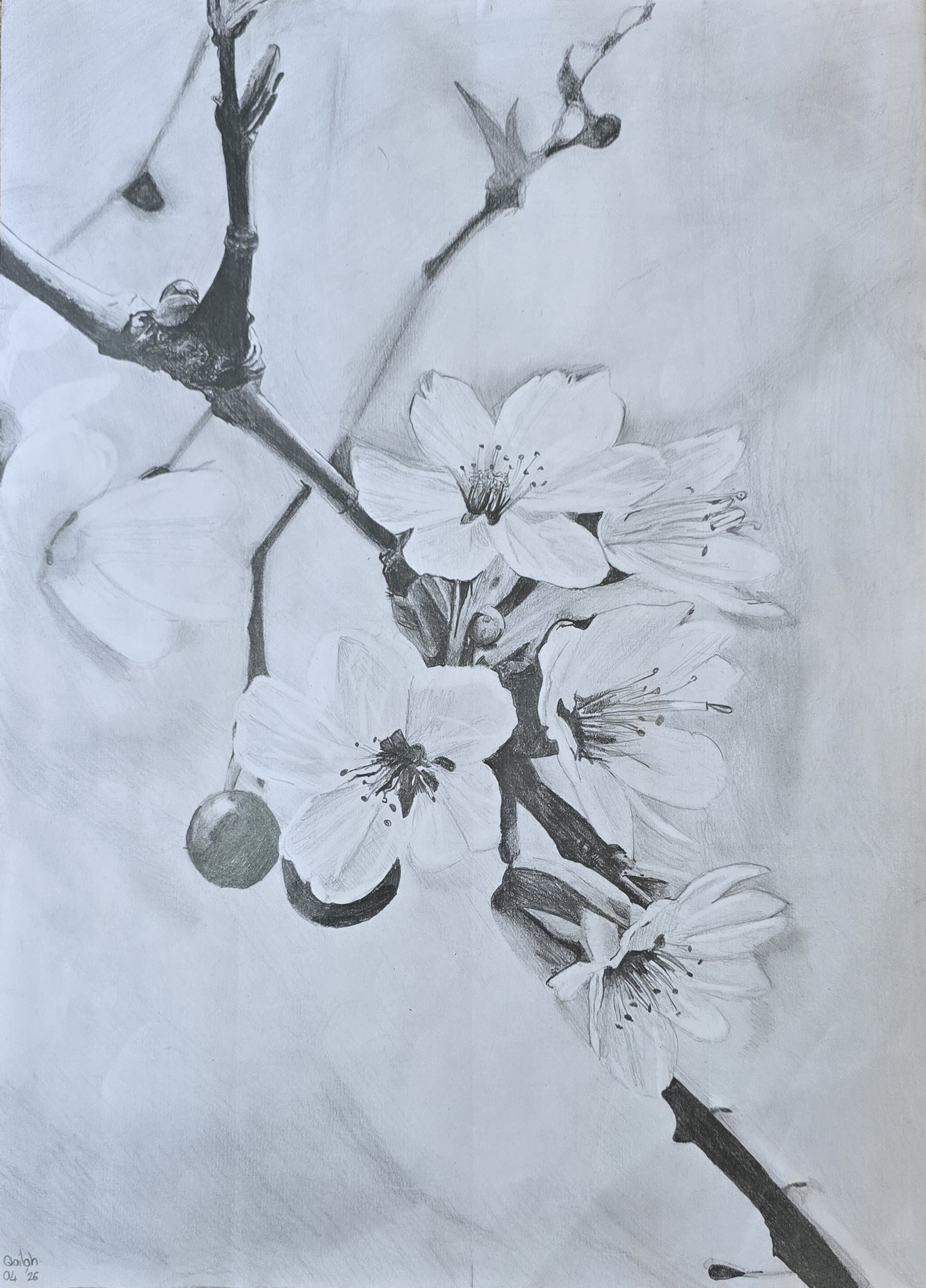 Sakura by Qailah Seedat, pencil sketch of cherry blossoms