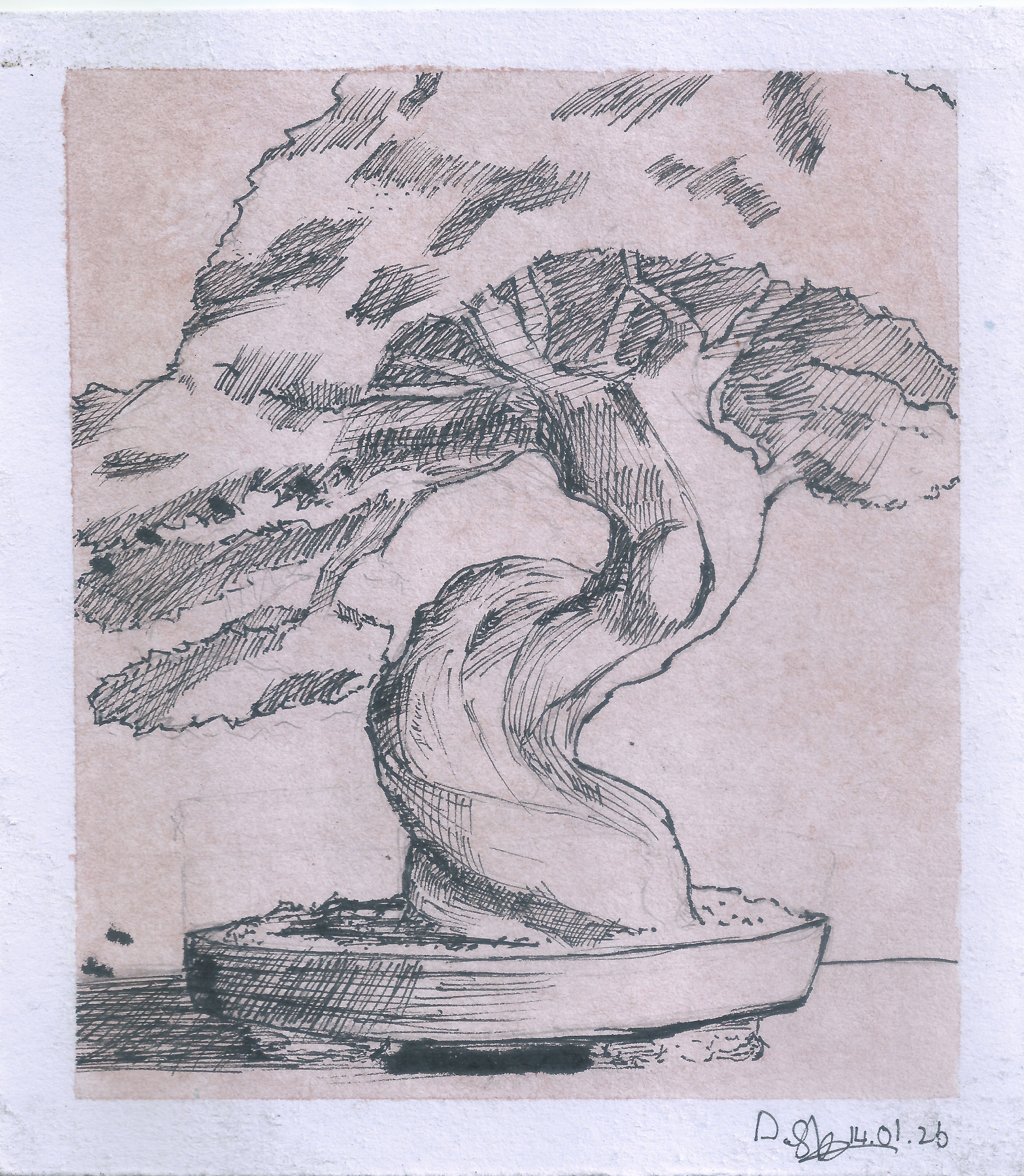 The Bonsai by Oluwademilade Shasore-Asunramu featuring a twisted bonsai tree with detailed foliage