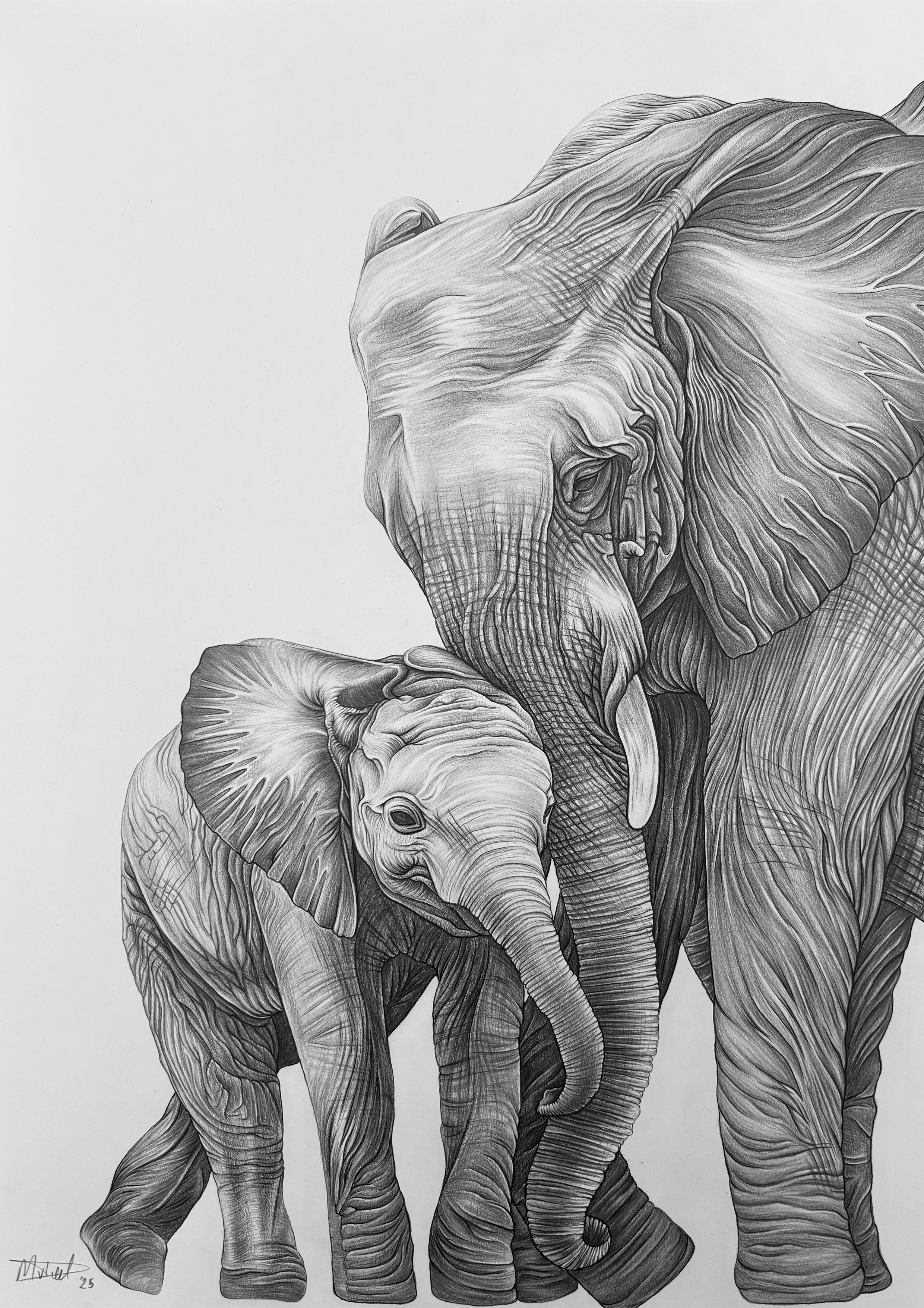 Motherly Protection by Micaela van Driel, detailed drawing of two elephants, adult and calf