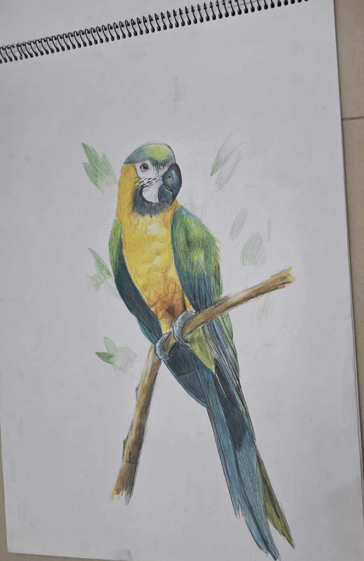 Color pencil drawing of a parrot by Mishri Maheshkumar Patel, featuring vibrant green, yellow, and blue hues