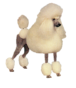 animated strandard poodle