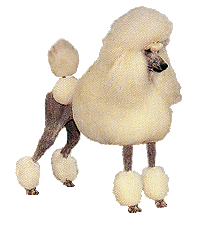 animated strandard poodle