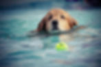 dog-2633225_1920.jpg