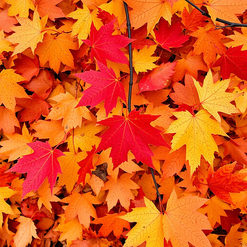 fall leaves.jpg