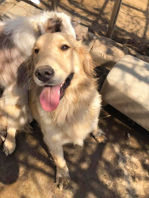 93794235_928531064234144_346913743536599