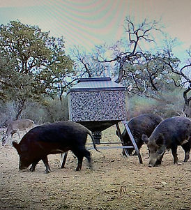 hogs