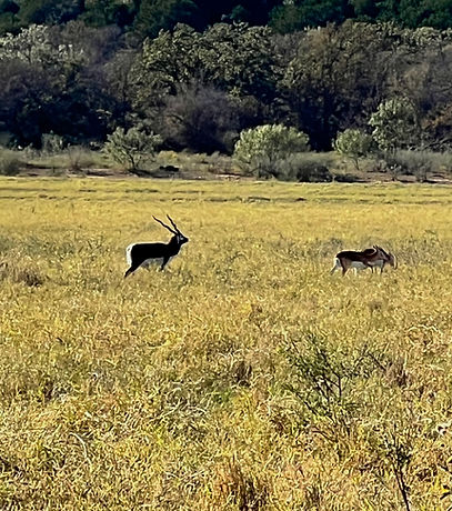 Blackbuck Antelope