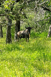 Blue Wildebeest
