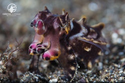 Flamboyant cuttlefish;Anilao Philippines