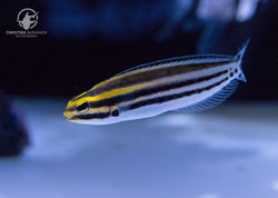 Benny the Fang Blenny