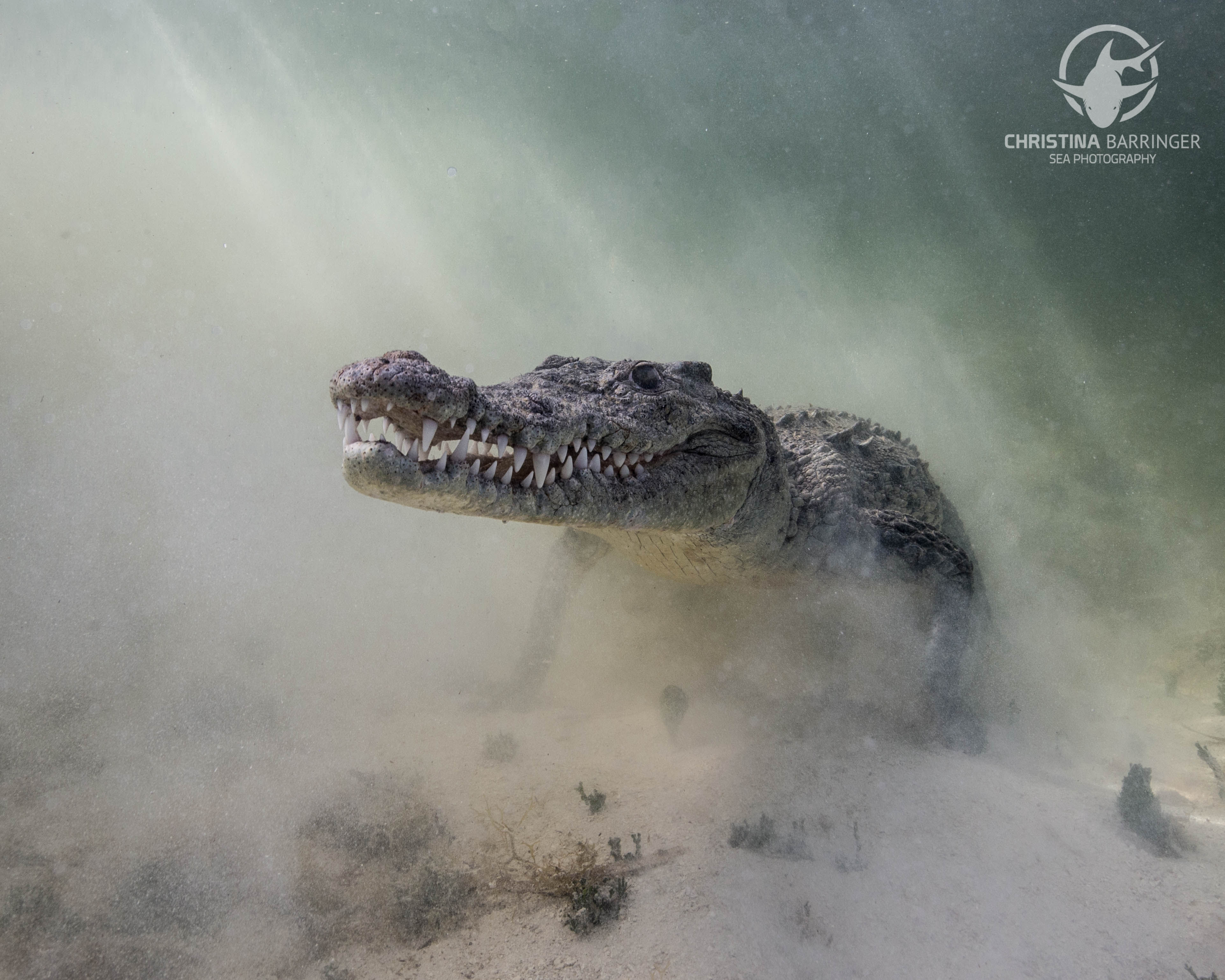 "Misty Croc" Metal Prints