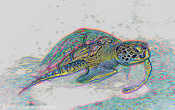 Green sea turtle, FL: DIGITAL ART