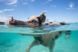 Pig Beach - Staniel Cay; Exuma, Bahamas