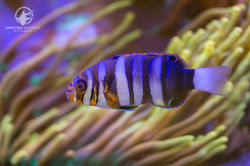 Harlequin Tuskfish