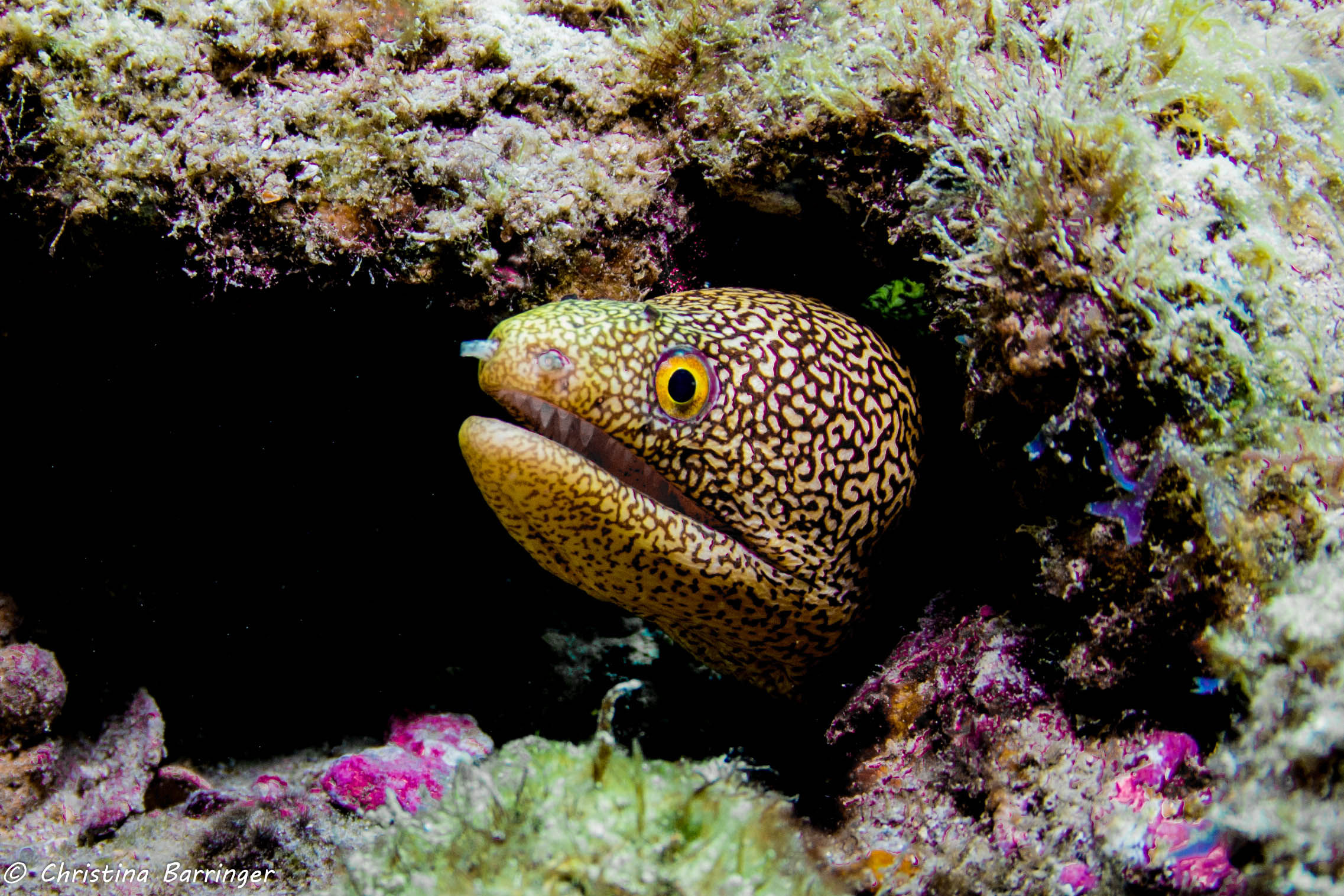 "Inner Beauty Eel" Metal Prints