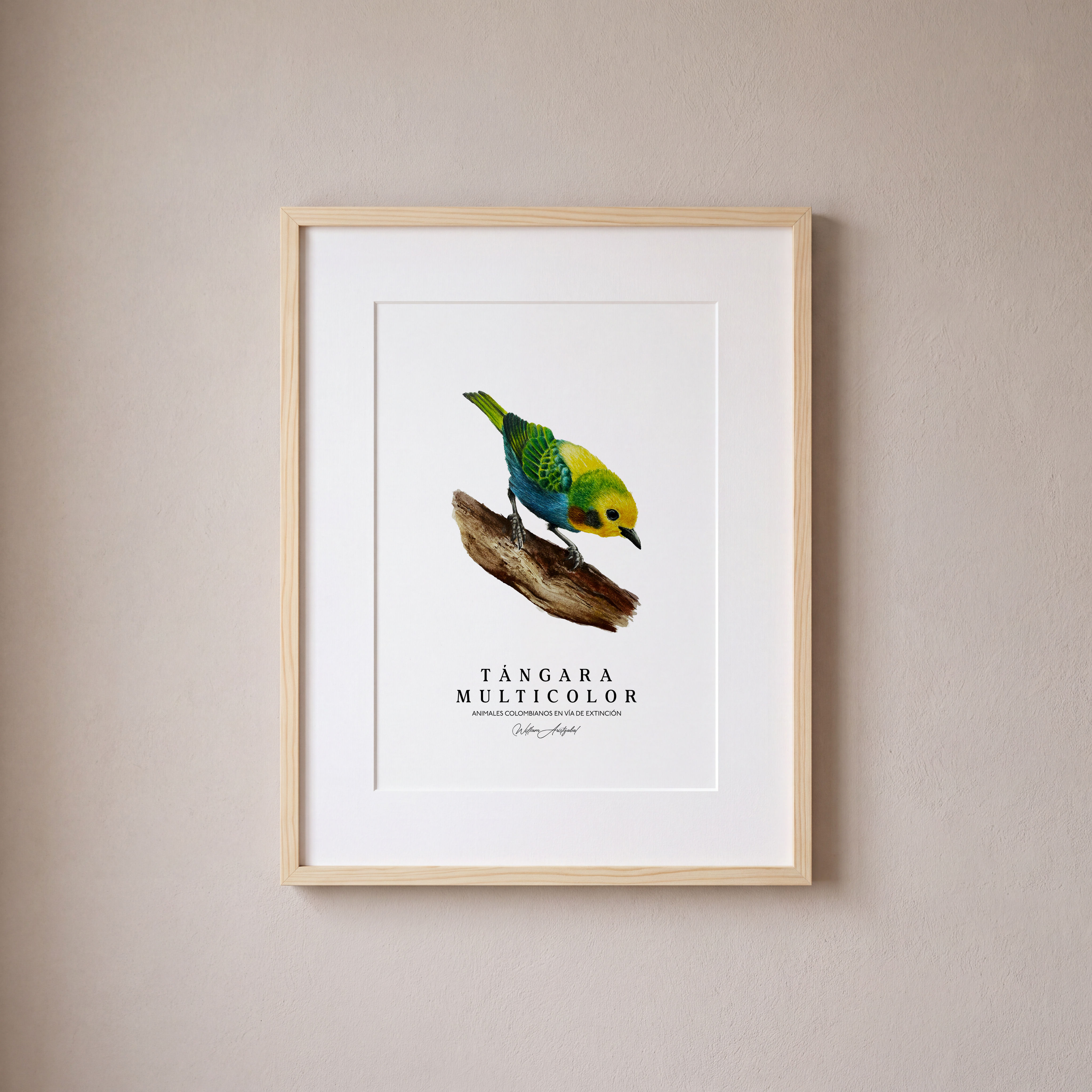 Tángara Multicolor
