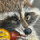 Thumbnail: The raccoon that eats grapes