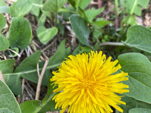 Dandelion, a Dandy Lion