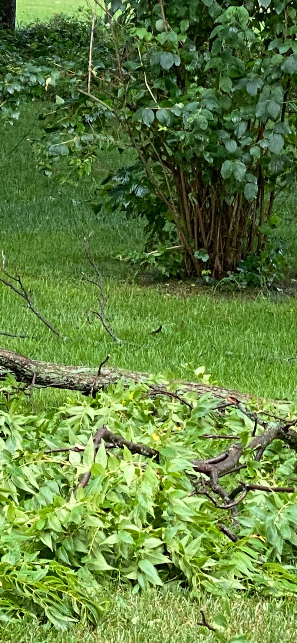 fallen branch