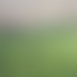 ドッグランで遊ぶ豆・大・福