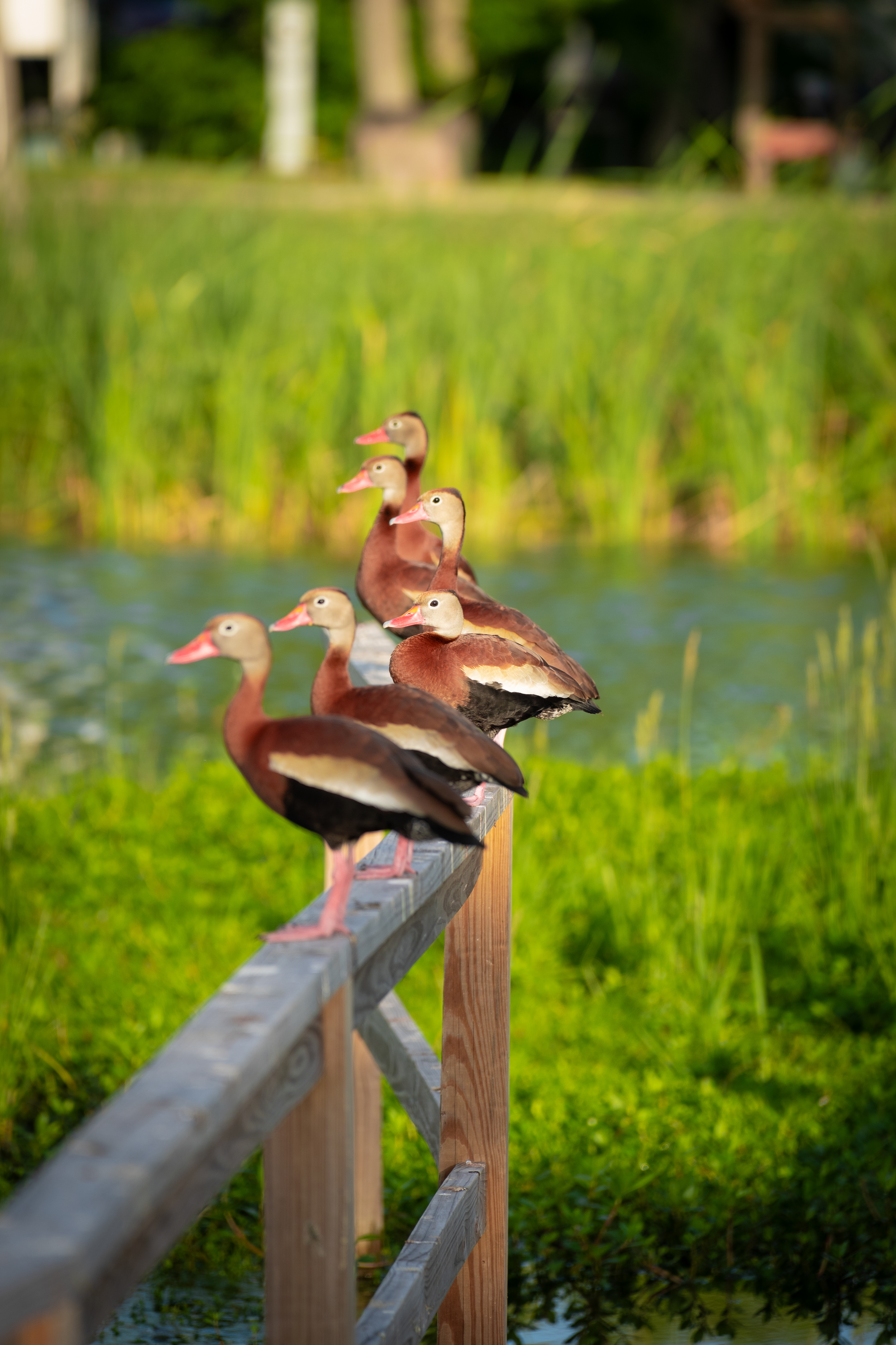 Gulf Shores RV Park and Resort photo 3