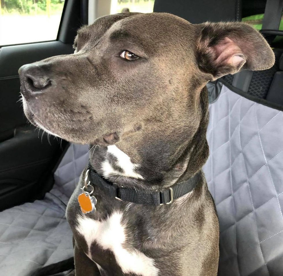 Dog Training near me? We offer mobile dog training services to Destin, Santa Rosa Beach, Miramar Beach, Grayton Beach, Panama City, Panama City Beach, Tyndall AFB, Freeport, Sandestin, Hurlburt Field, Eglin AFB, Seaside, Watercolor, Seagrove, Blue Mountain Beach, SanDestin, Tiger Point, Shalimar, Mary Esther, Pace, Cantonement, Fort Walton Beach, Navarre, Gulf Breeze, Milton, Niceville, Bluewater Bay, Crestview, Mossy Head, Defuniak Springs, Bonifay, Chipley, Freeport, 30A, Pensacola, and Perdido Key! Escambia, Santa Rosa, Okaloosa, Walton, Holmes, Washington, and Bay County. With over 40+ years of combined experience, we will work with any breed to fix any issue. Our private, individual lessons focusing on working together with you the owner and your dog, to train the dog’s on and off leash obedience to fit your lifestyle. We fix chewing, jumping, leash pulling, aggressiveness, anxiety, reactivity and territorial behavior. Each training obedience package comes with a variety of client perks, including trainer continuity, unlimited support access, location convenience and more. Our Advanced Programs include: Aggressive Dog Rehabilitation Program, Emotional Support Dog Program, Service Dog Program.