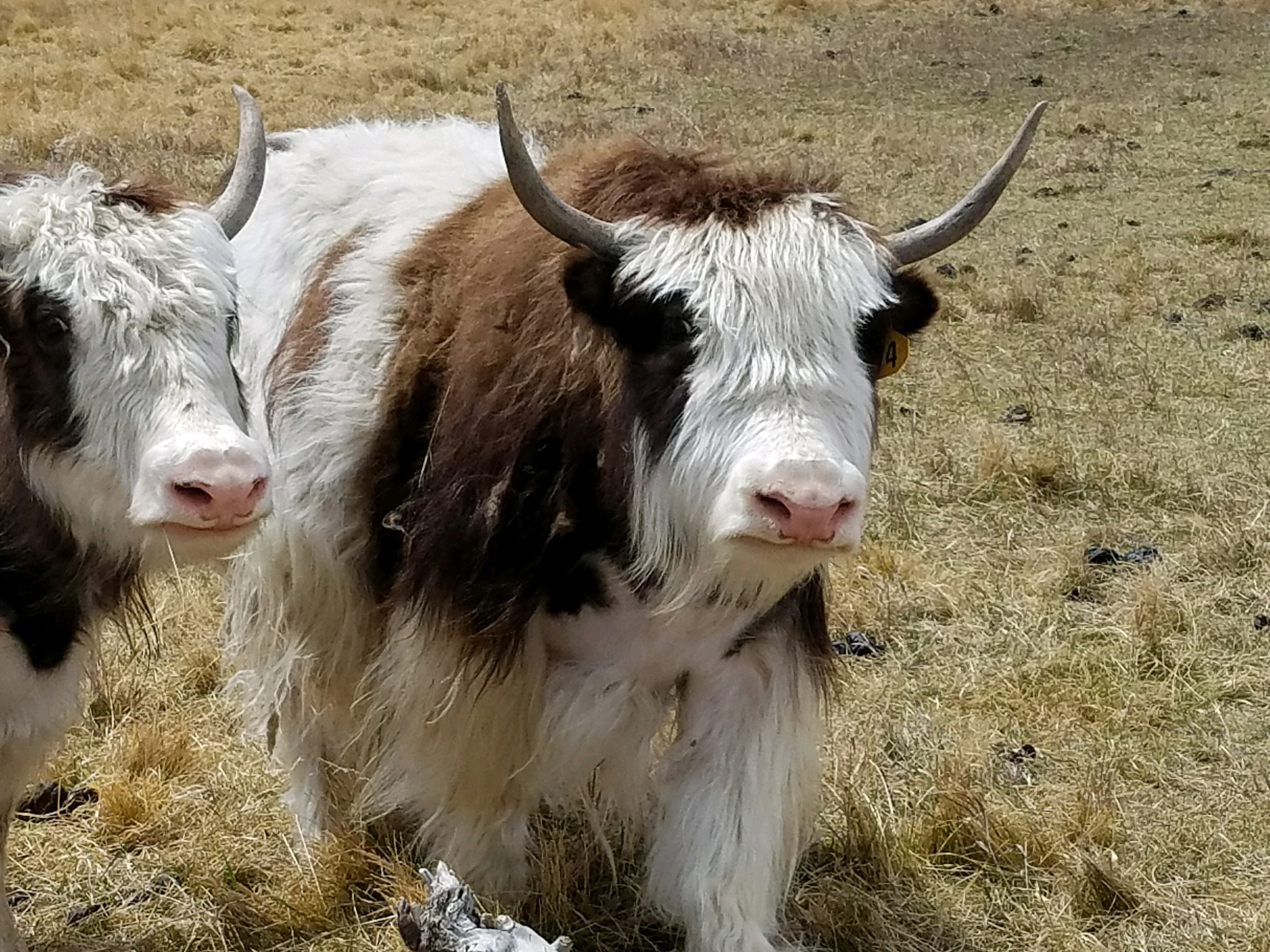 YAKS FOR SALE DELYAKS United States