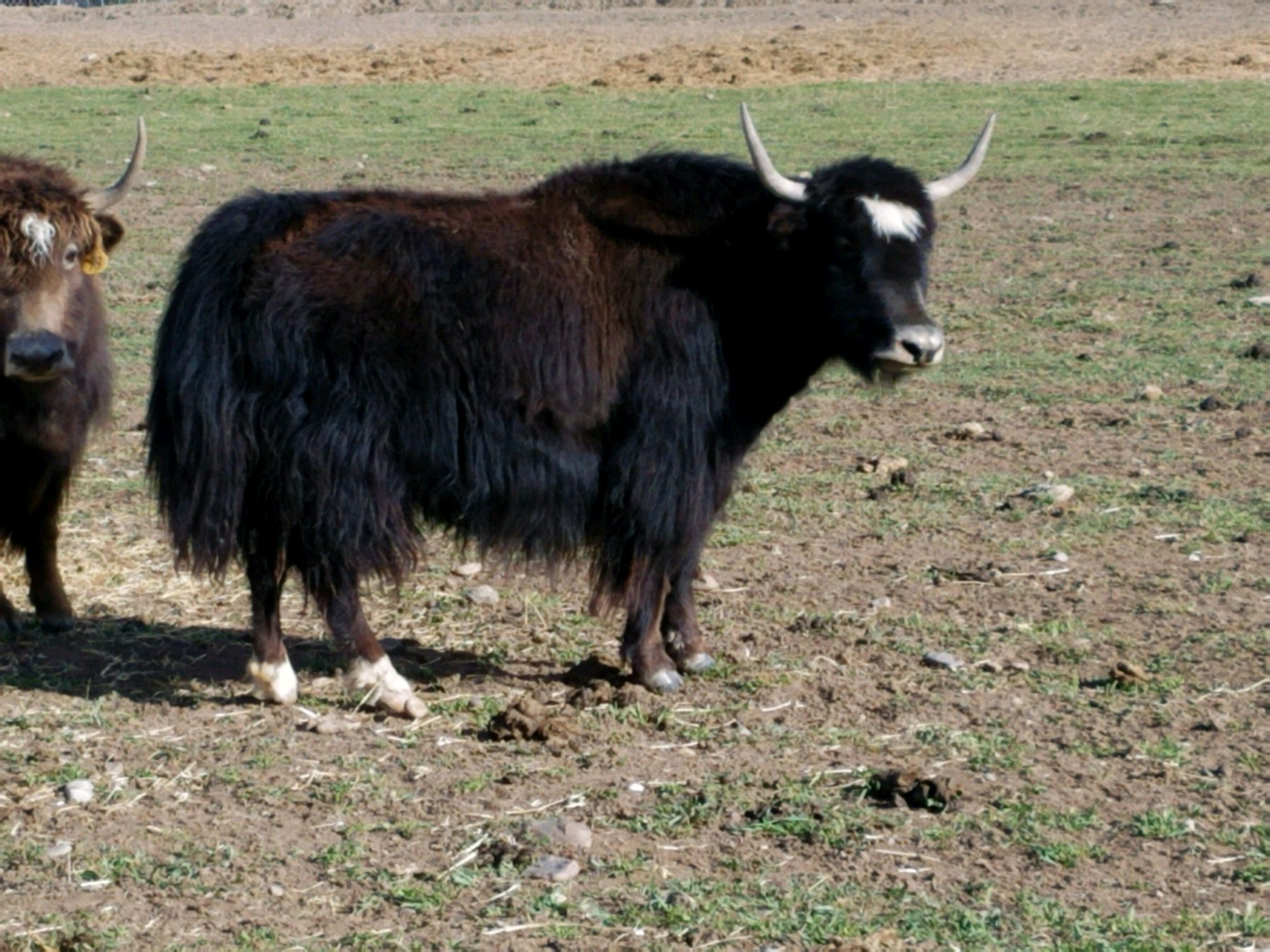 YAKS FOR SALE DELYAKS United States