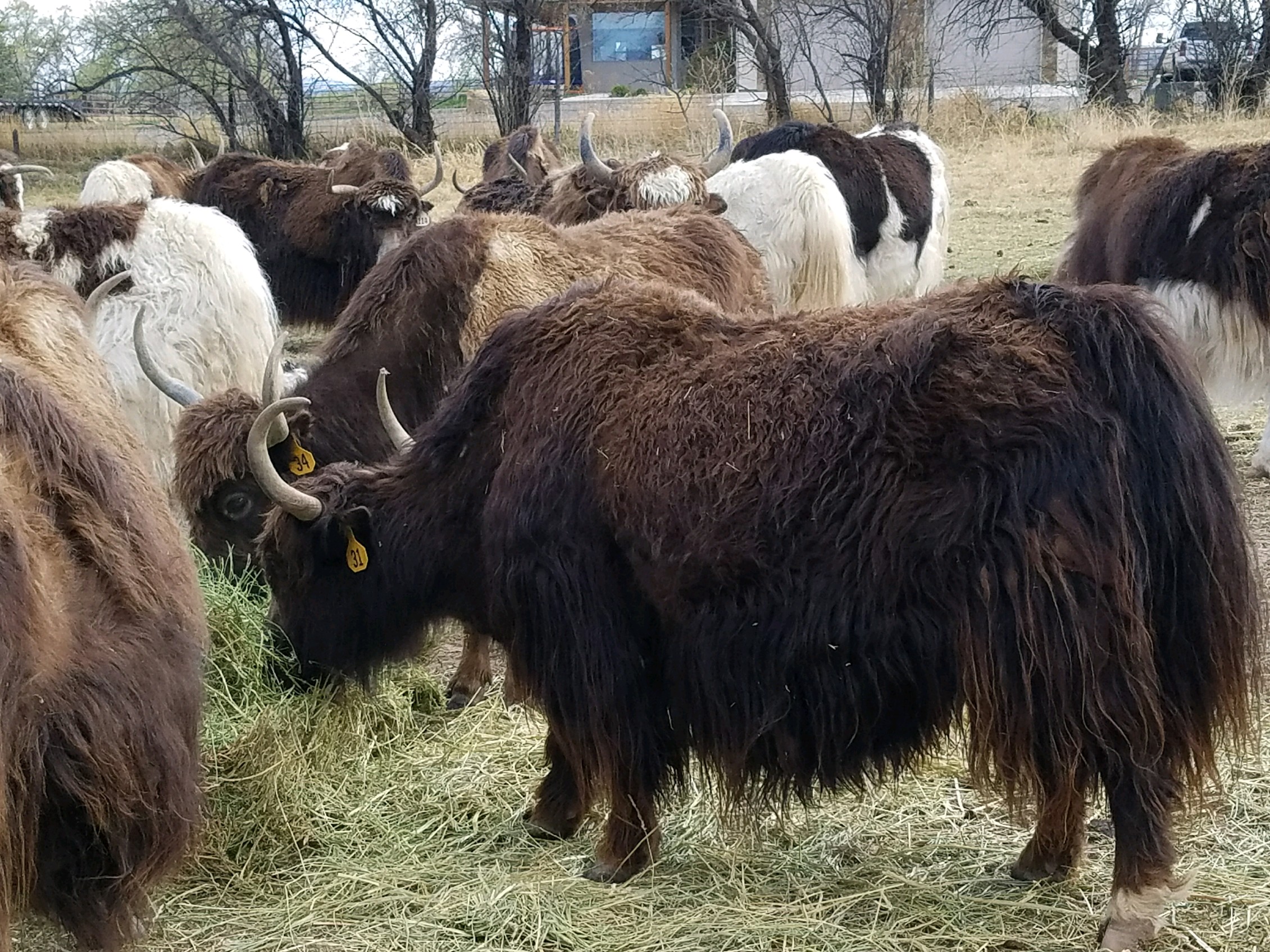 YAKS FOR SALE DELYAKS United States