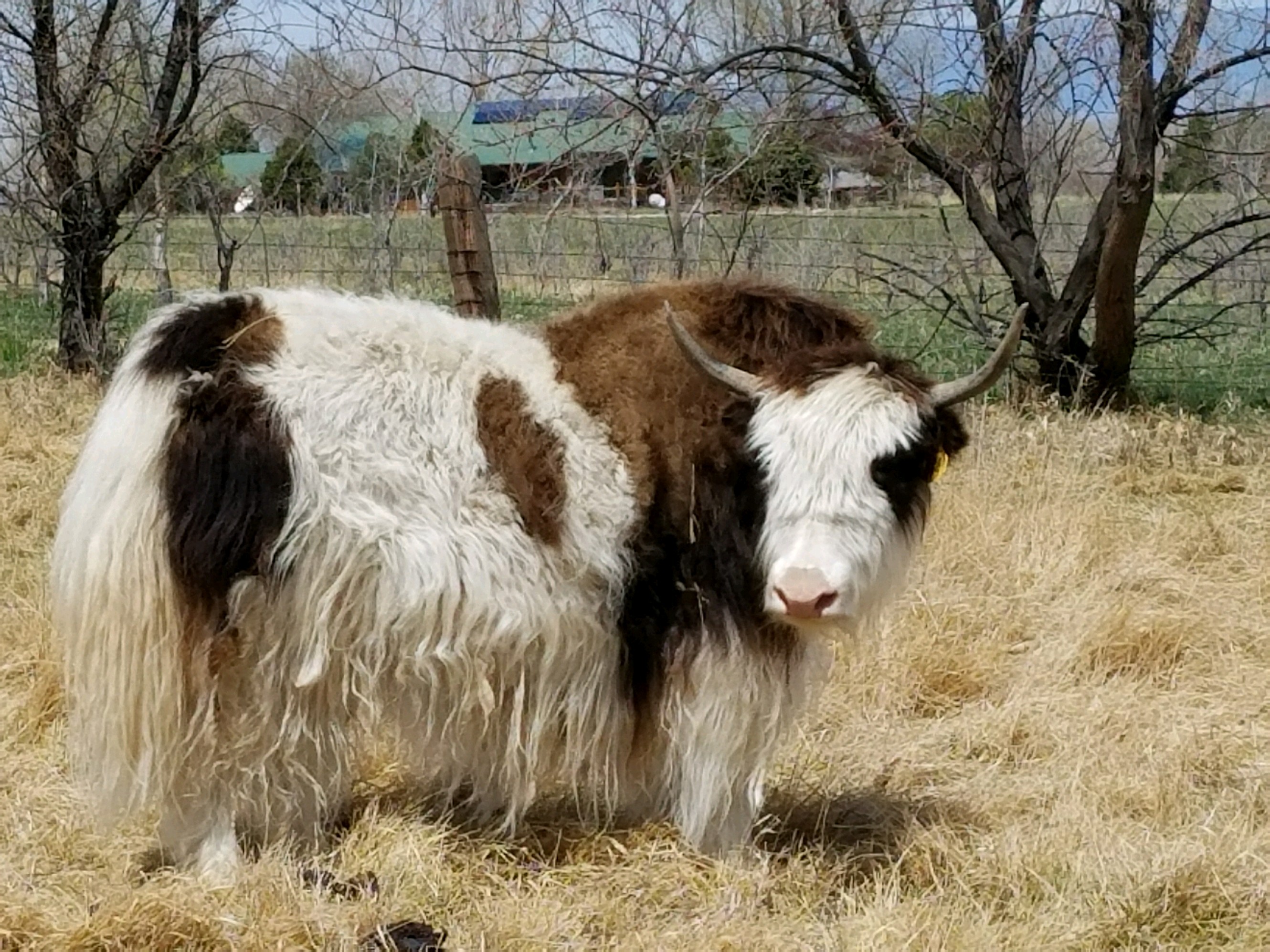 YAKS FOR SALE DELYAKS United States