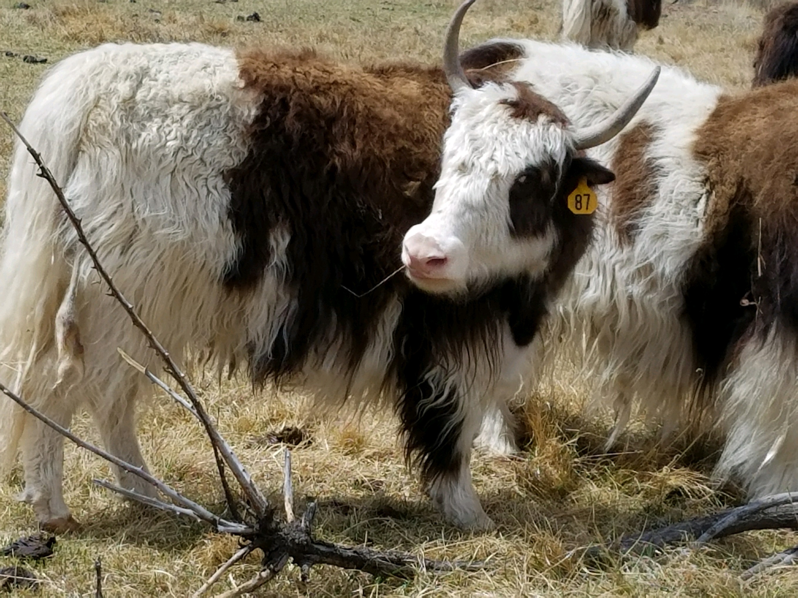 YAKS FOR SALE DELYAKS United States