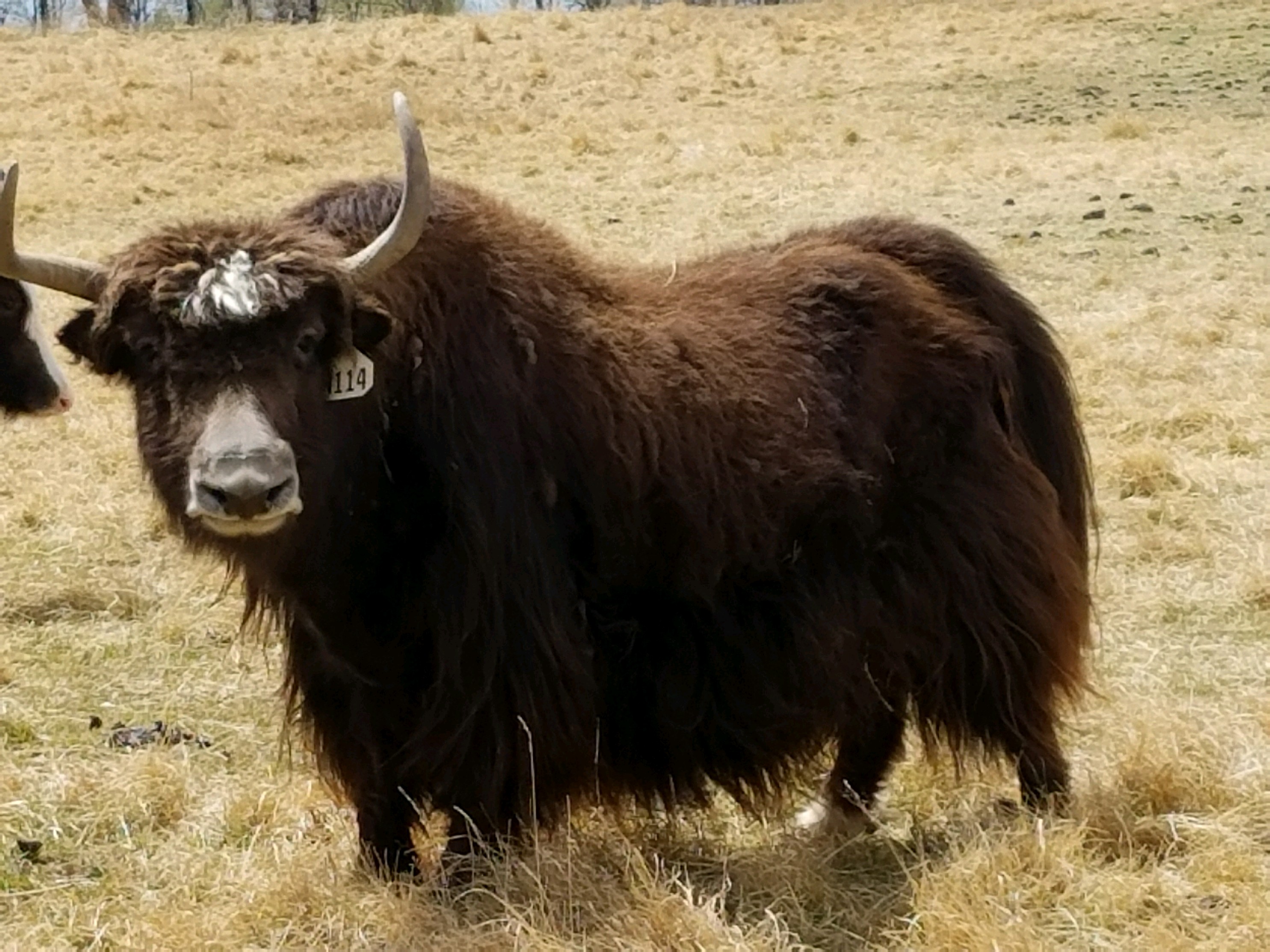 YAKS FOR SALE DELYAKS United States