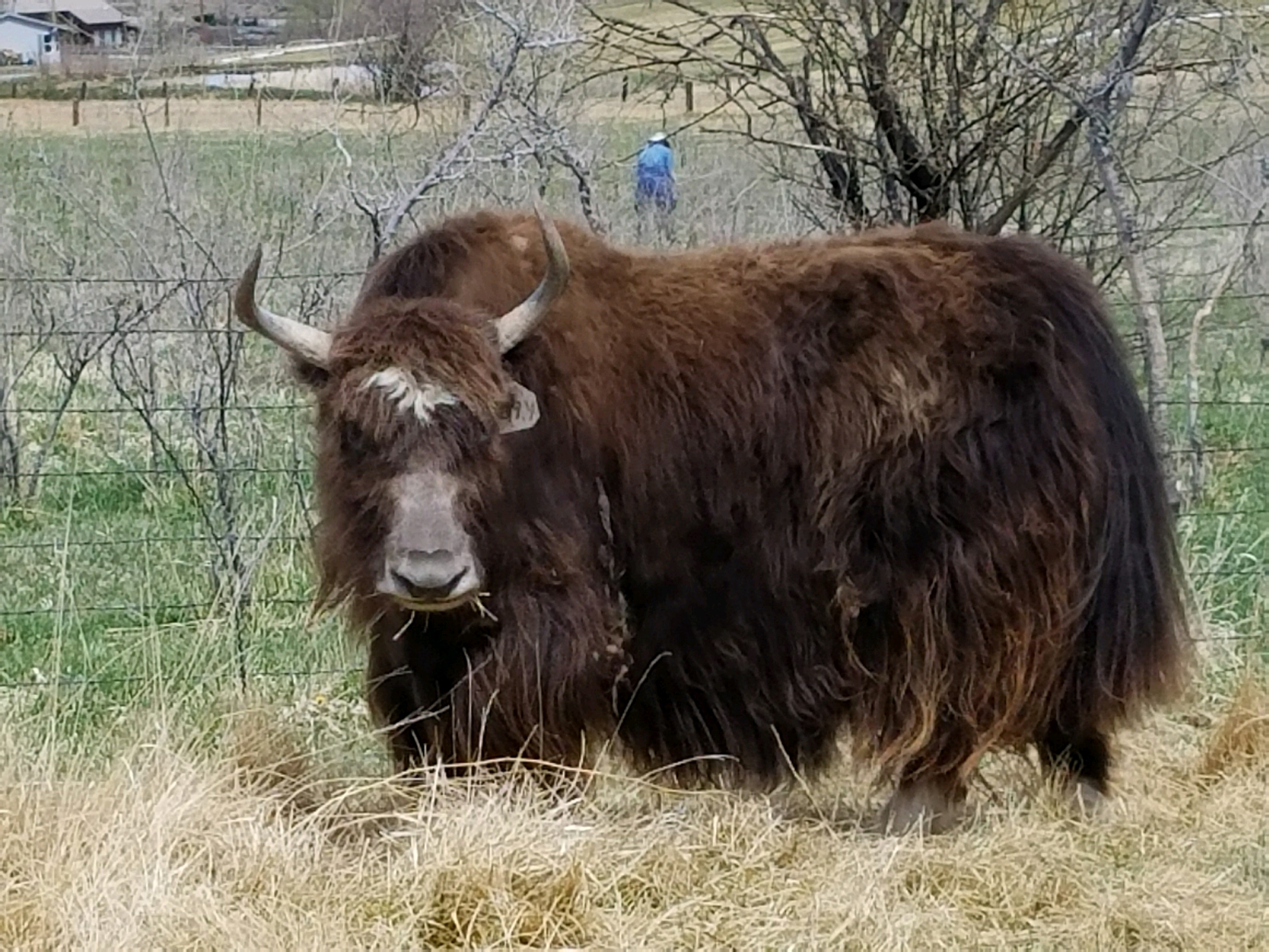 YAKS FOR SALE DELYAKS United States