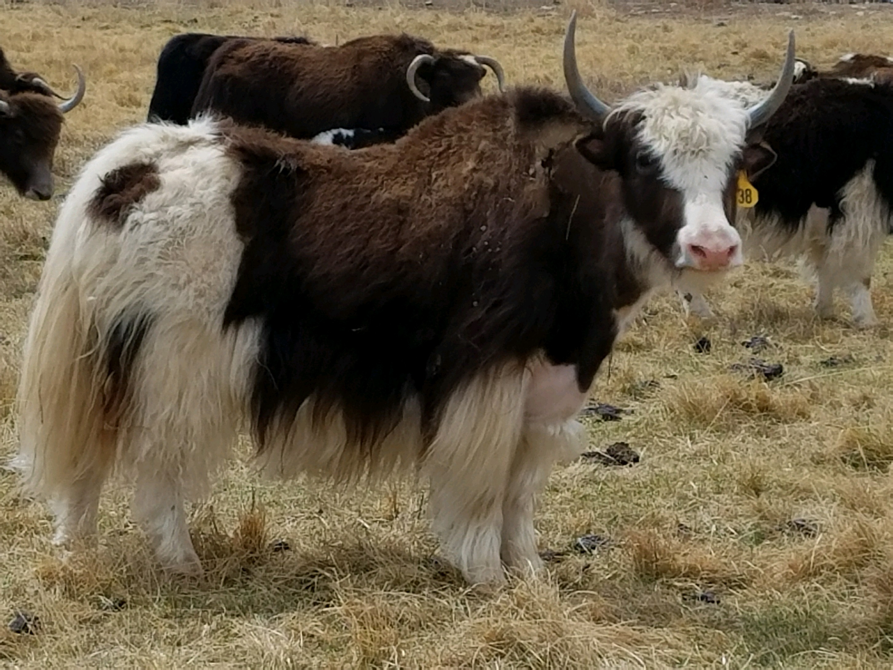 YAKS FOR SALE DELYAKS United States