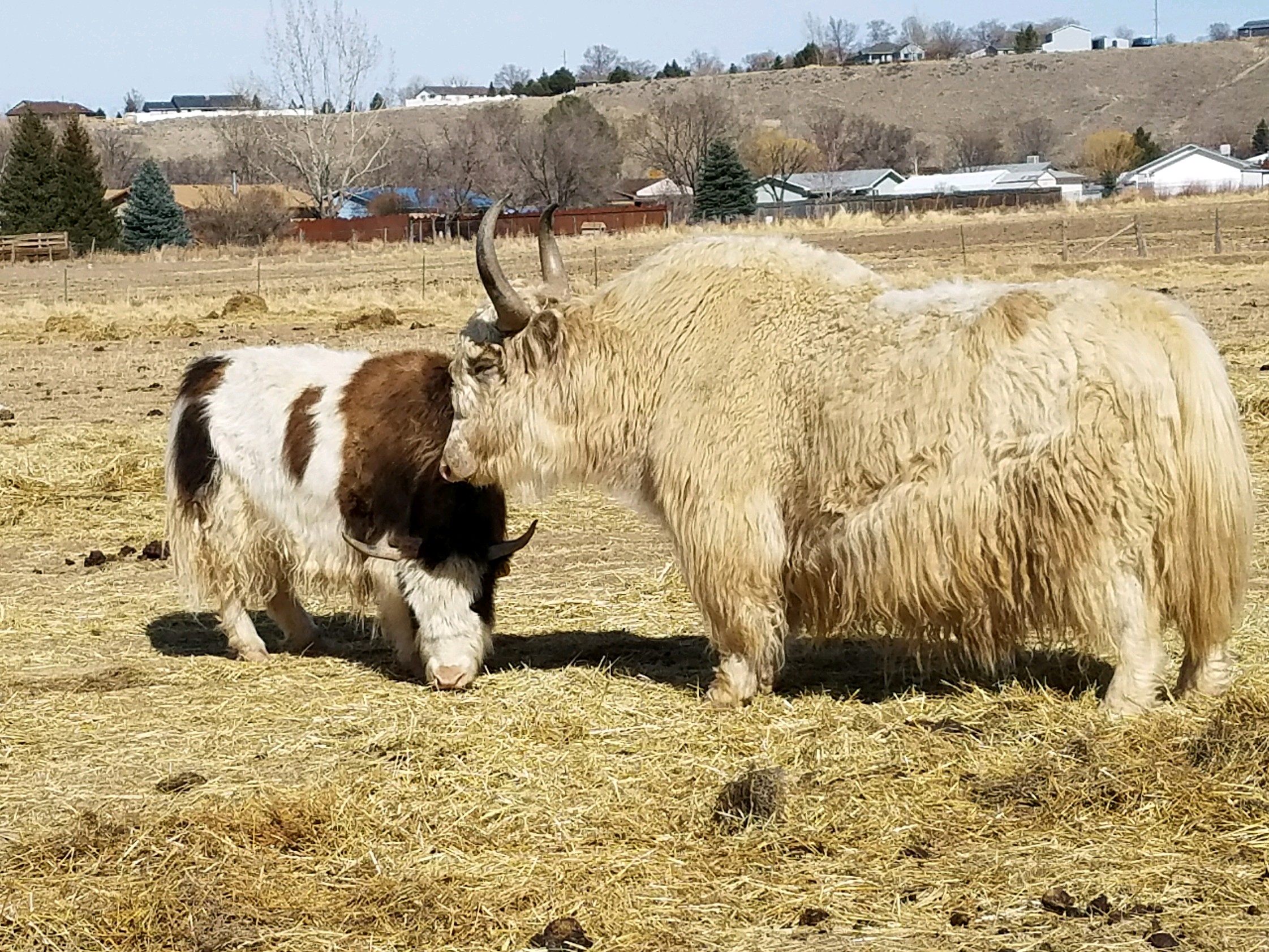 YAKS FOR SALE DELYAKS United States