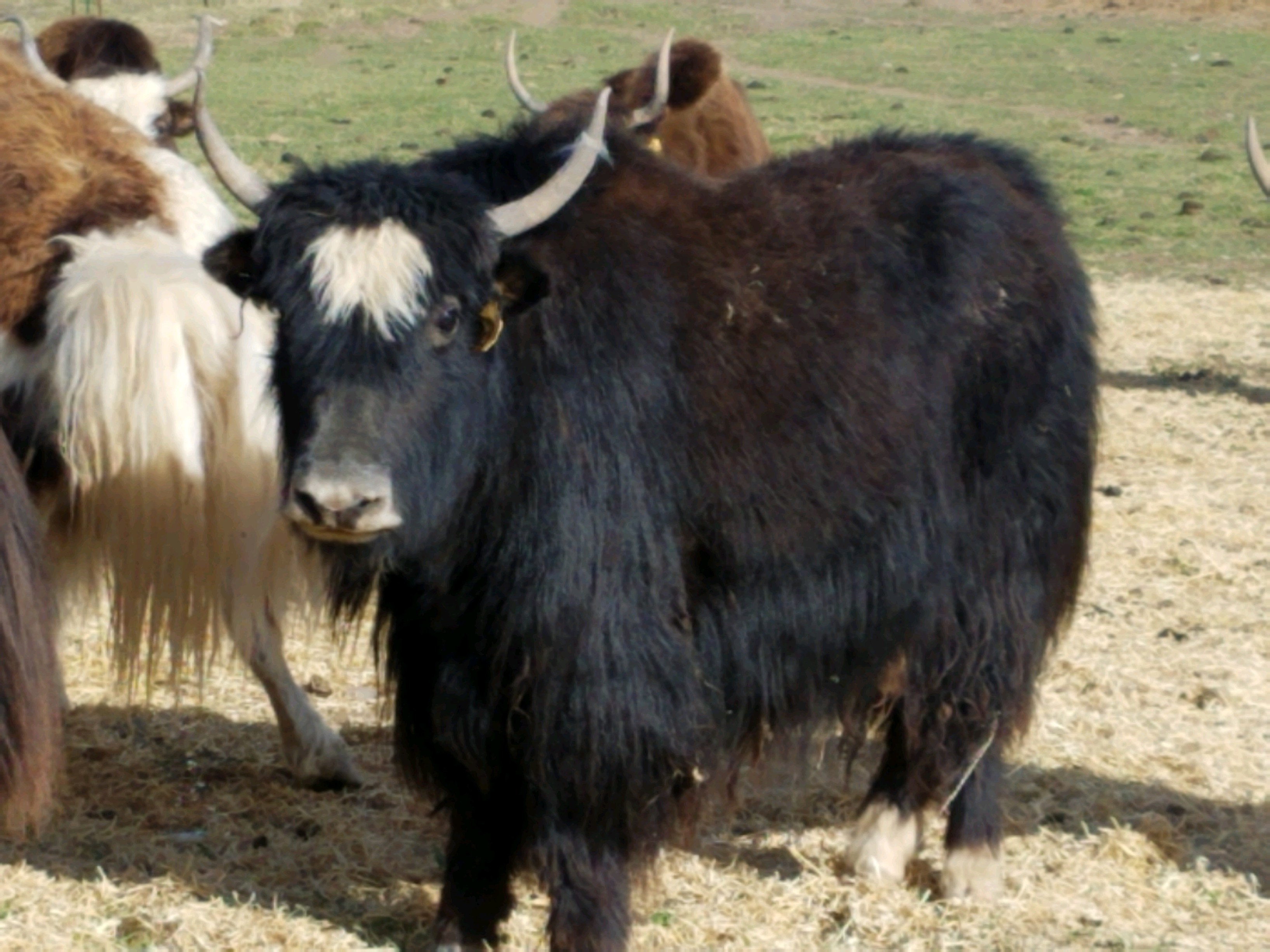 YAKS FOR SALE DELYAKS United States