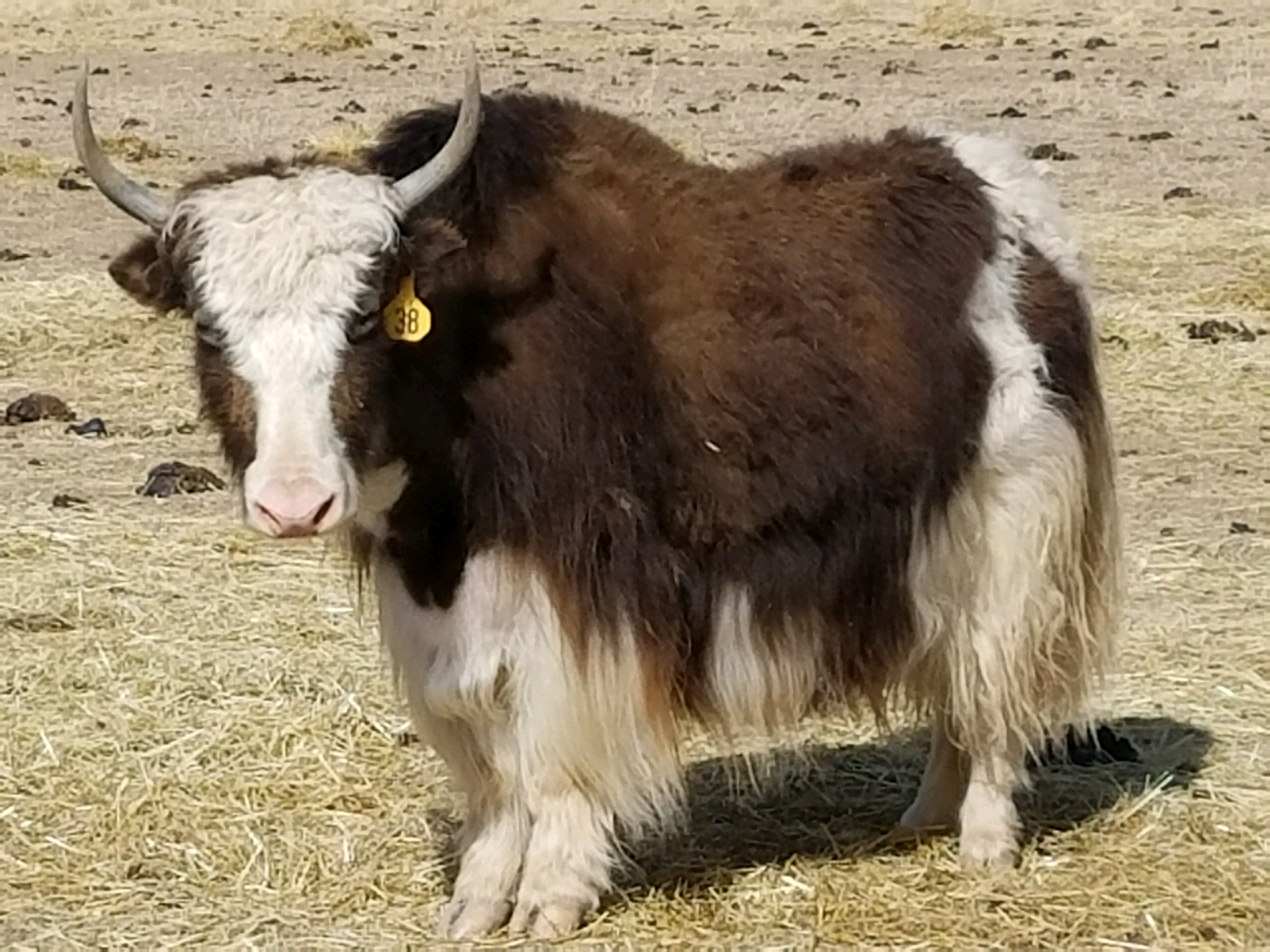YAKS FOR SALE DELYAKS United States