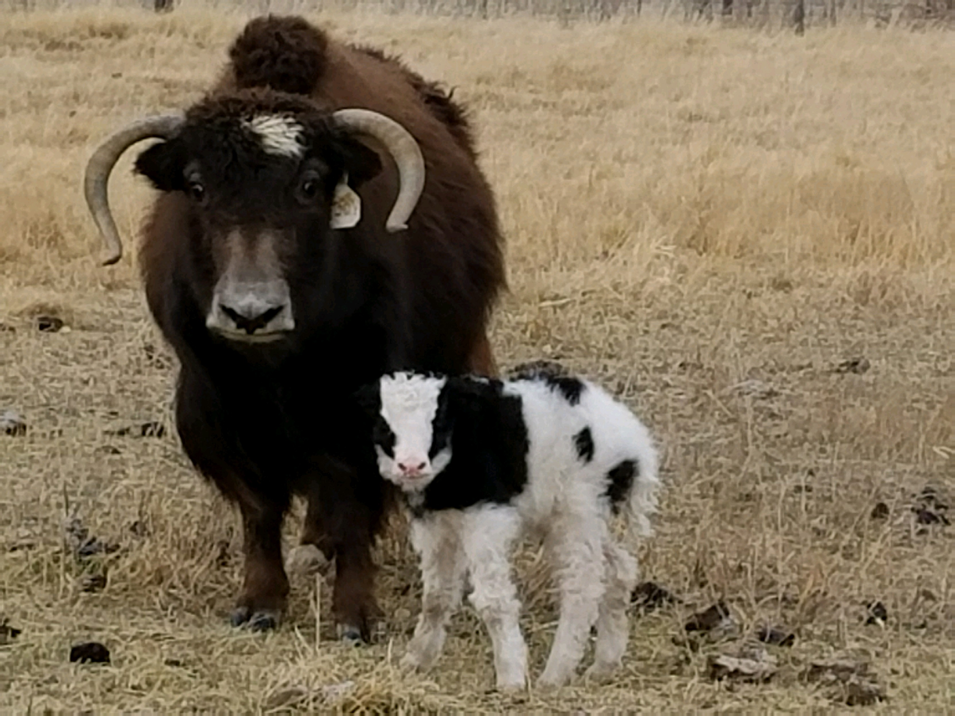 YAKS FOR SALE DELYAKS United States