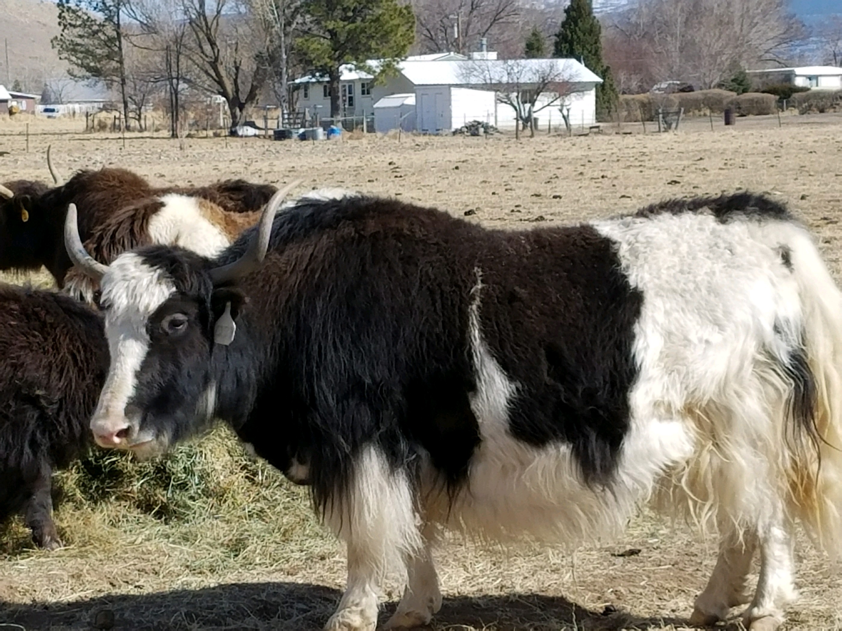 YAKS FOR SALE DELYAKS United States