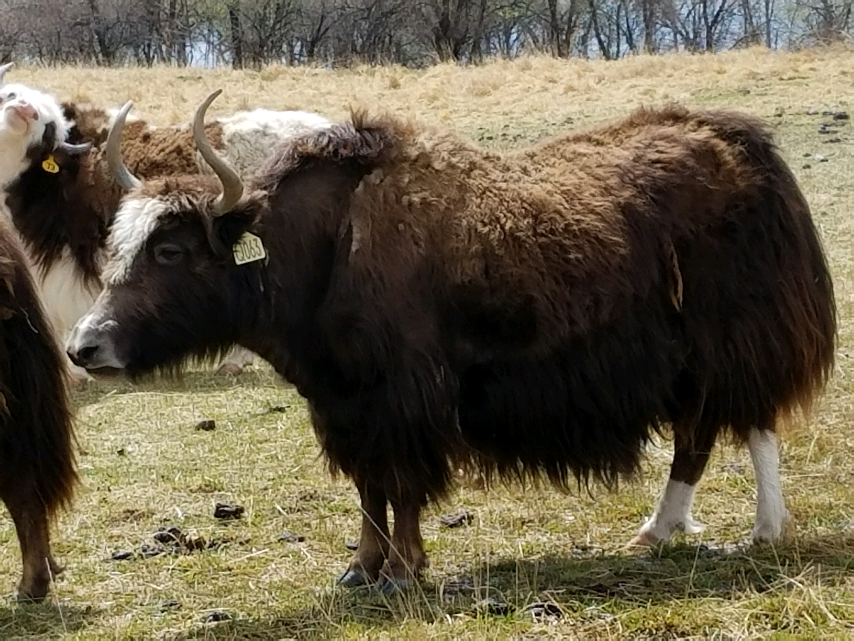 YAKS FOR SALE DELYAKS United States