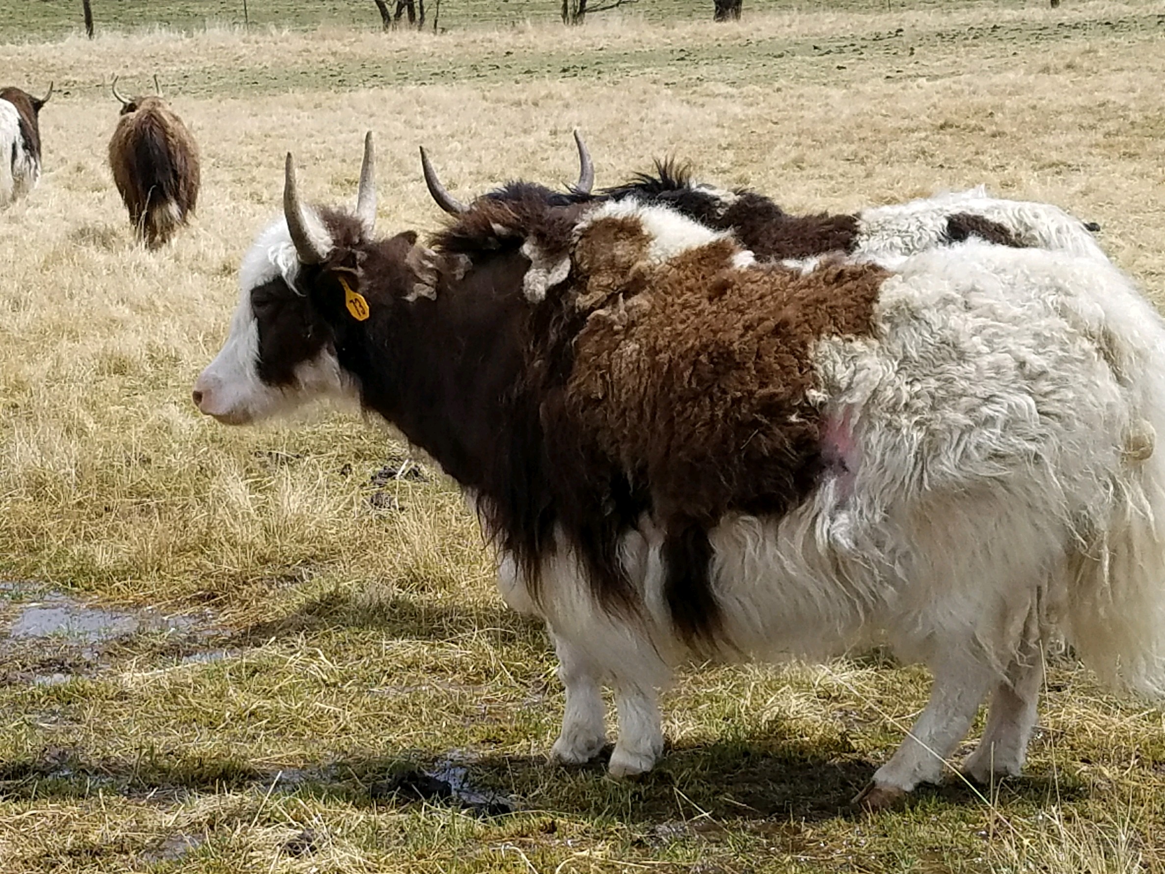 YAKS FOR SALE DELYAKS United States